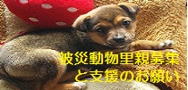 被災動物里親募集と支援サイト