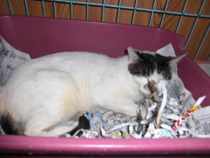 koiCIMG1481.jpg